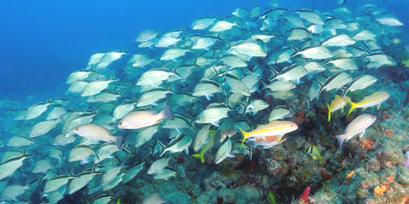 Dive With South Florida Diving Headquarters